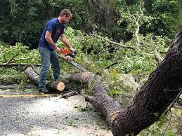 How Our Tree Care Process Works  in  San Miguel, CA