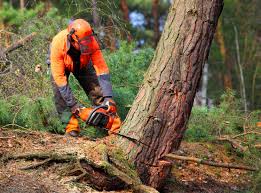 Best Emergency Tree Removal  in San Miguel, CA