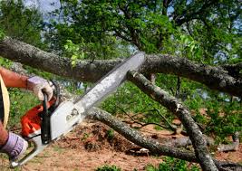  San Miguel, CA Tree Care Pros