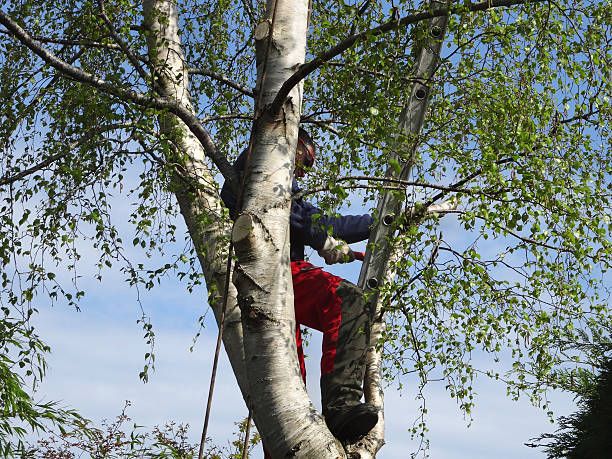 Best Tree Maintenance Programs  in San Miguel, CA