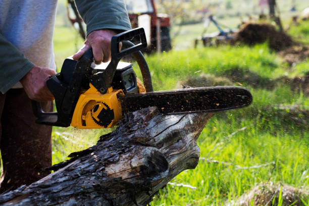 Best Tree Removal  in San Miguel, CA